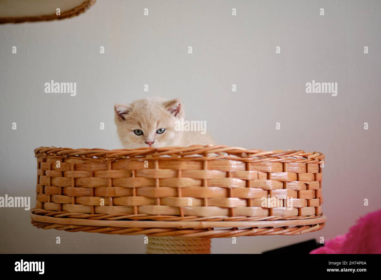 Ein hübsches kleines Kätzchen sitzt in einem Weidenkorb und schaut auf die Kamera Stockfoto