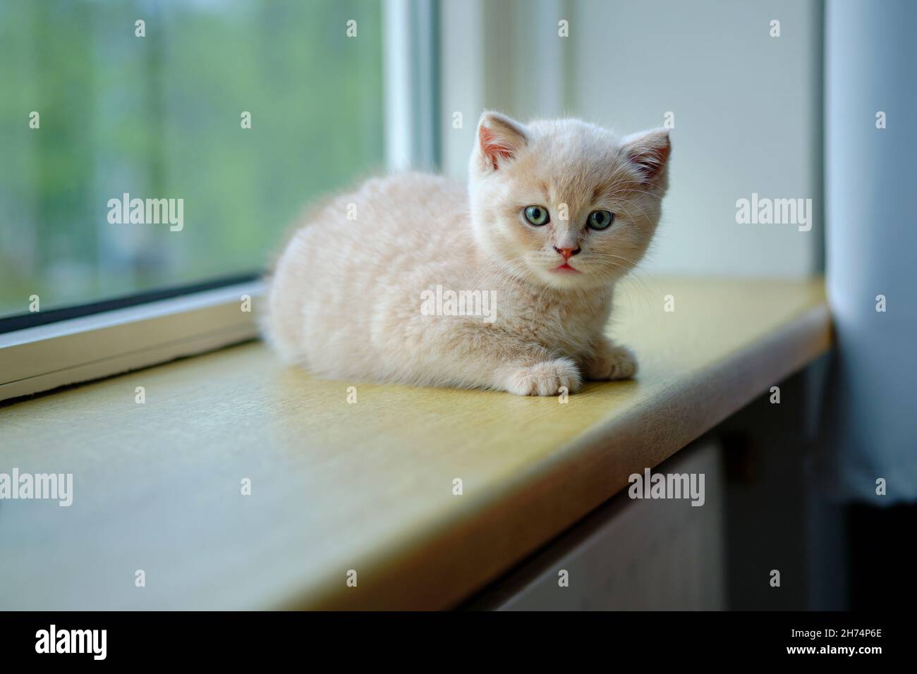 Ganzkörperansicht eines niedlichen Kurzhaar-Kätzchens, das sich auf einer sonnigen Fensterbank ausruht und die Kamera anschaut Stockfoto