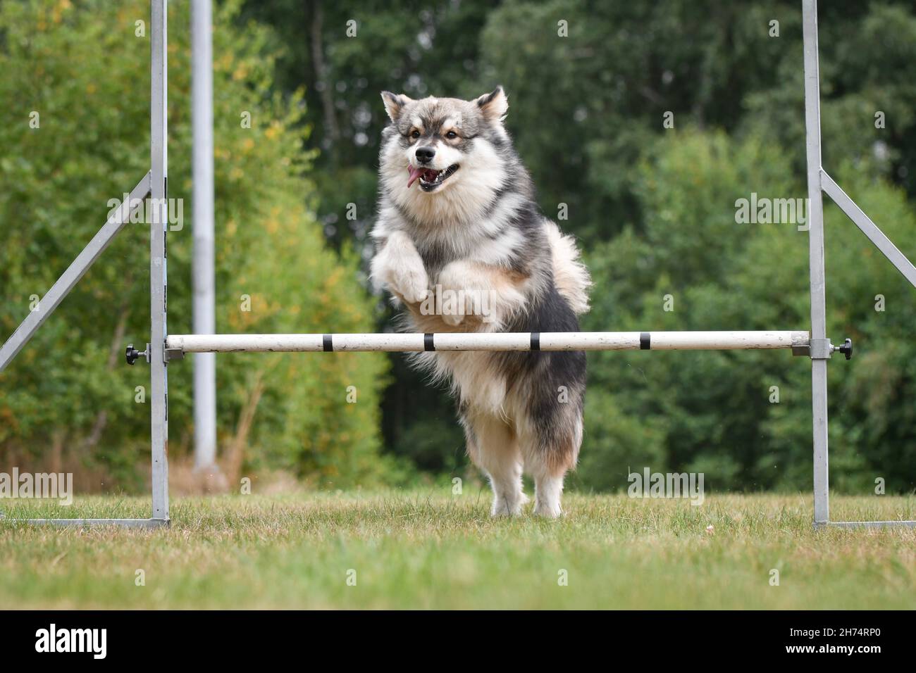 Foto eines finnischen Lapphund-Hundes, der im Agility-Kurs über ein Hindernis springt und im Freien trainiert Stockfoto