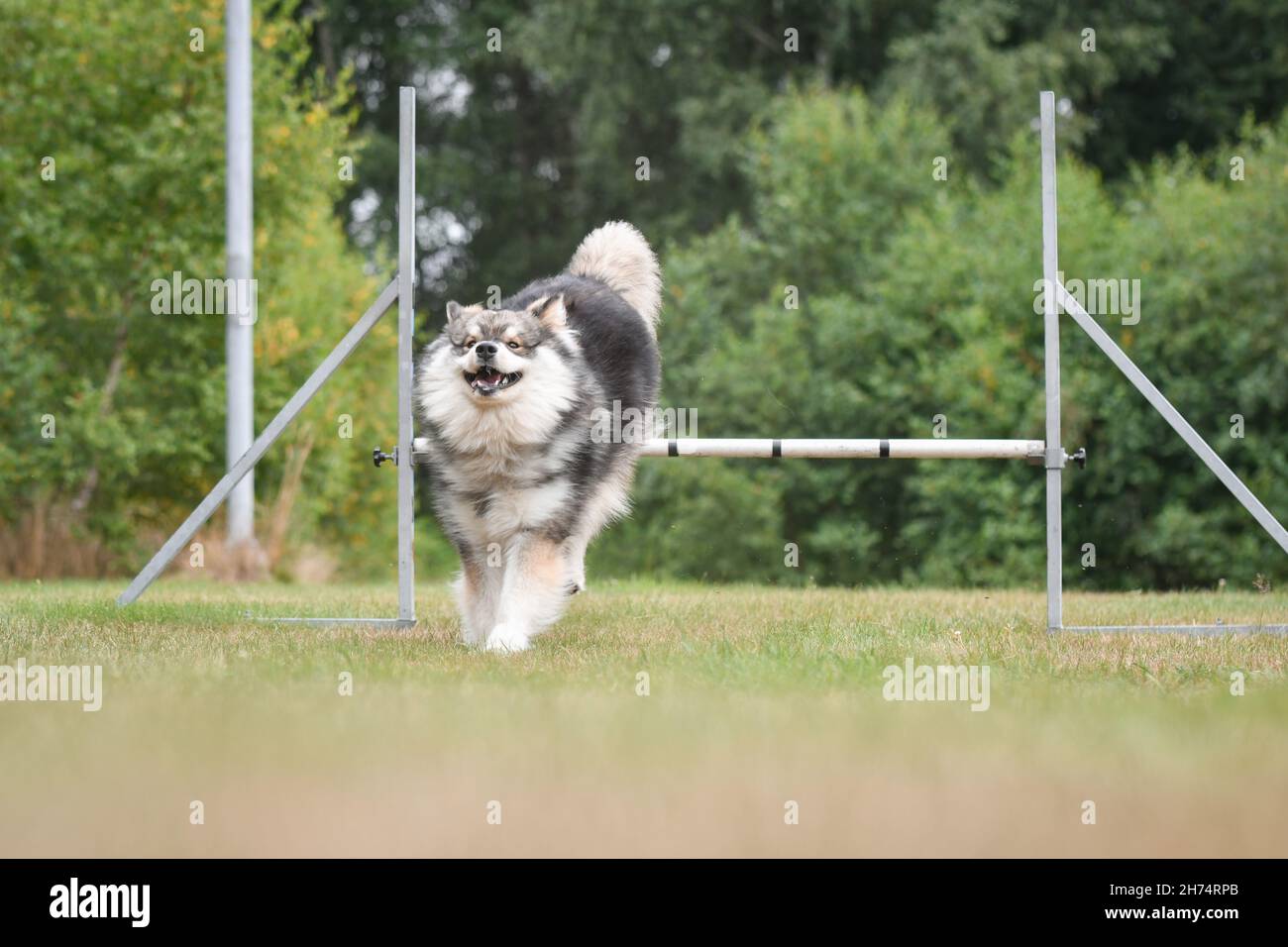 Foto eines finnischen Lapphund-Hundes, der im Agility-Kurs über ein Hindernis springt und im Freien trainiert Stockfoto