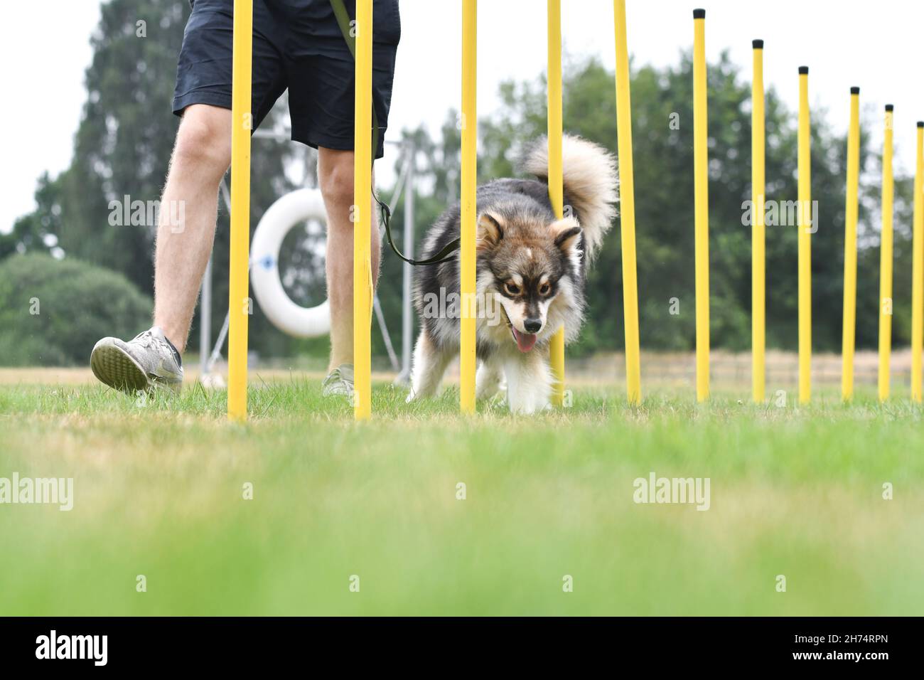 Foto eines jungen finnischen Lapphunds, der im Freien Agilität oder Slalom trainiert Stockfoto
