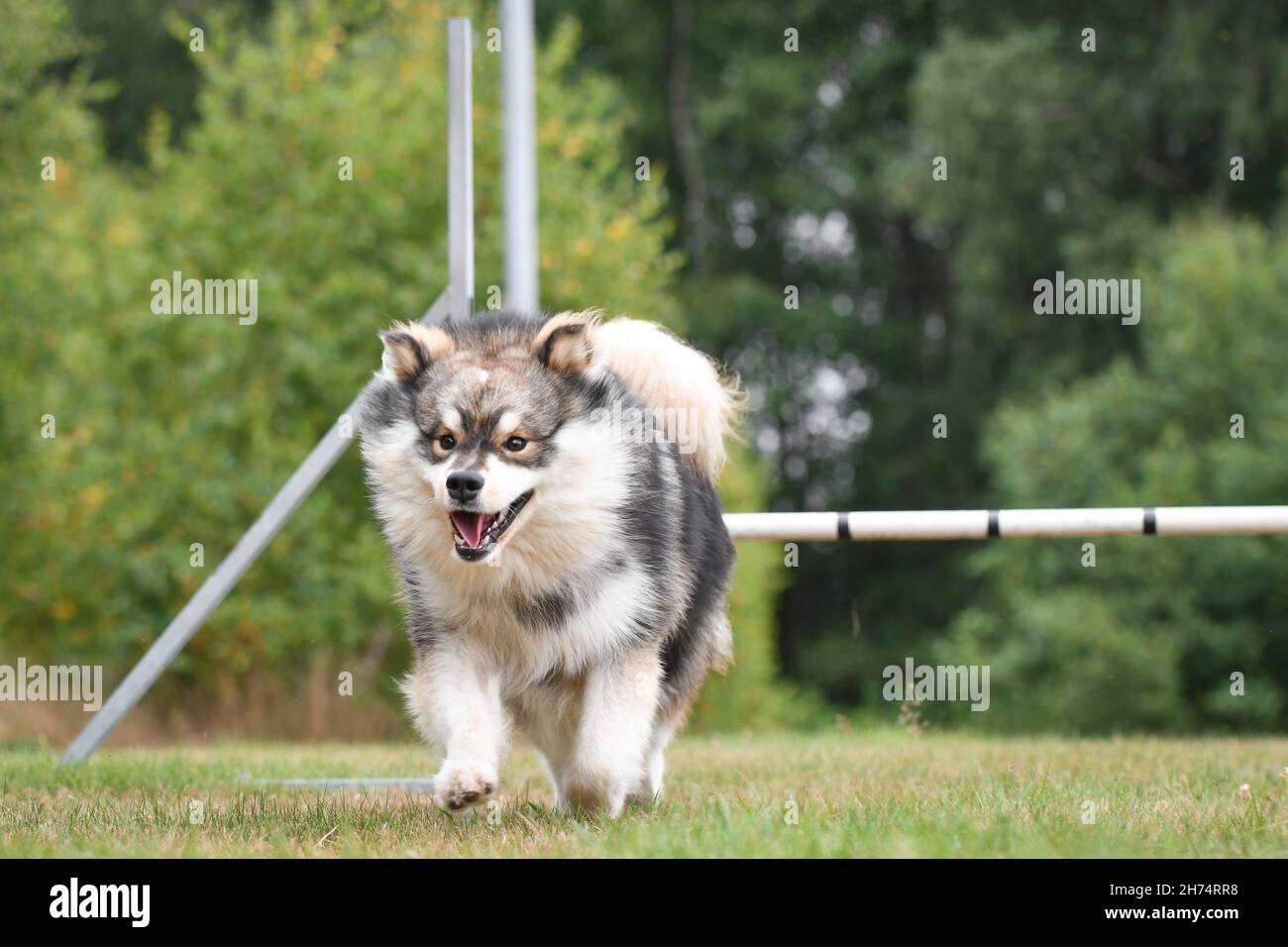 Foto eines finnischen Lapphund-Hundes, der im Agility-Kurs über ein Hindernis springt und im Freien trainiert Stockfoto
