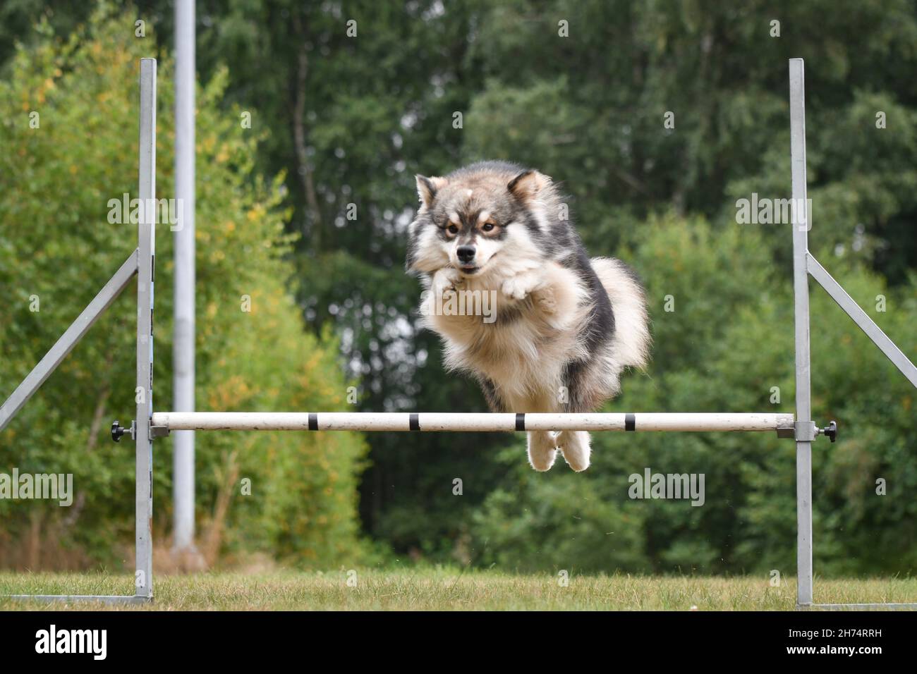 Foto eines finnischen Lapphund-Hundes, der im Agility-Kurs über ein Hindernis springt und im Freien trainiert Stockfoto