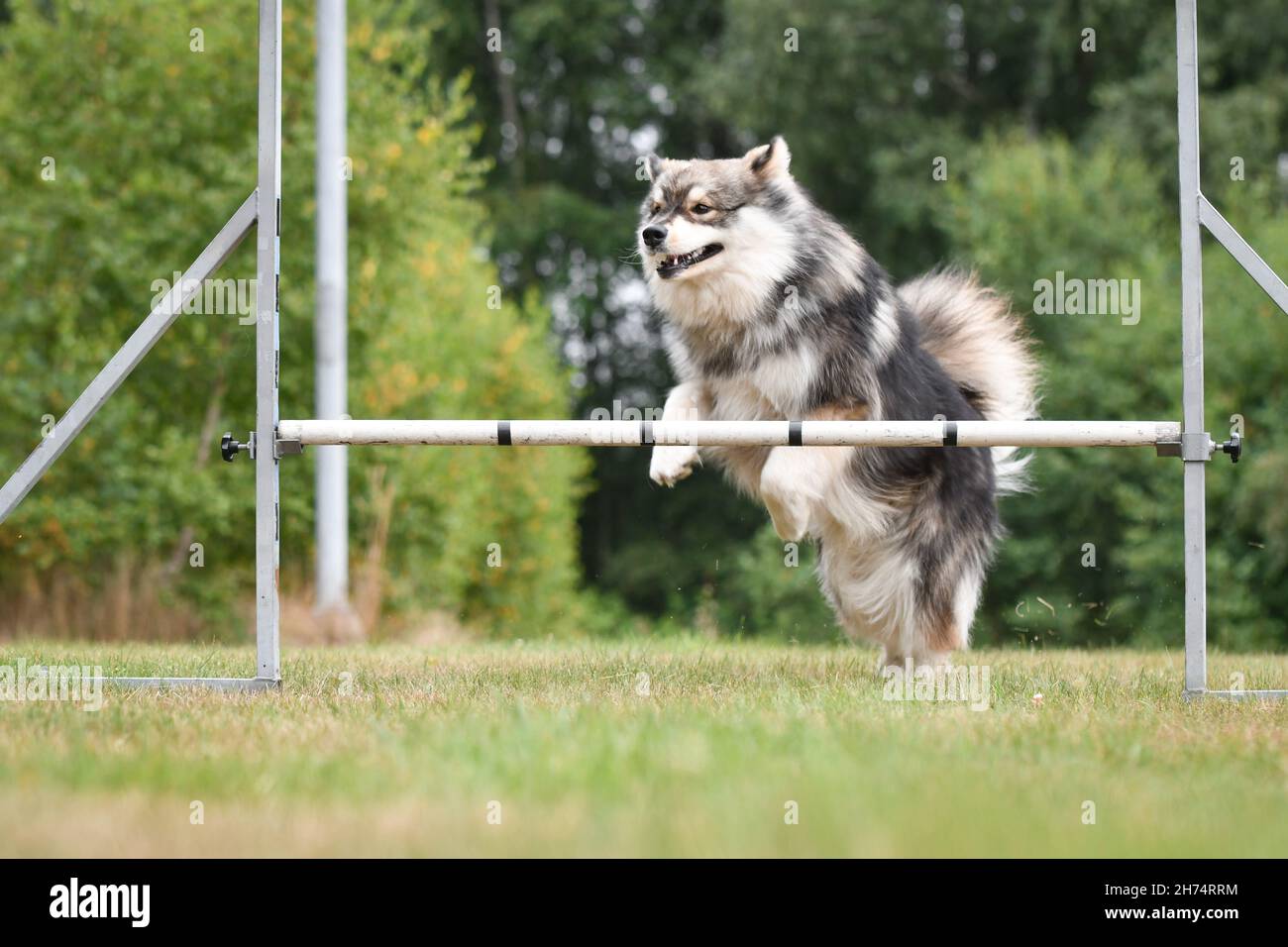 Foto eines finnischen Lapphund-Hundes, der im Agility-Kurs über ein Hindernis springt und im Freien trainiert Stockfoto