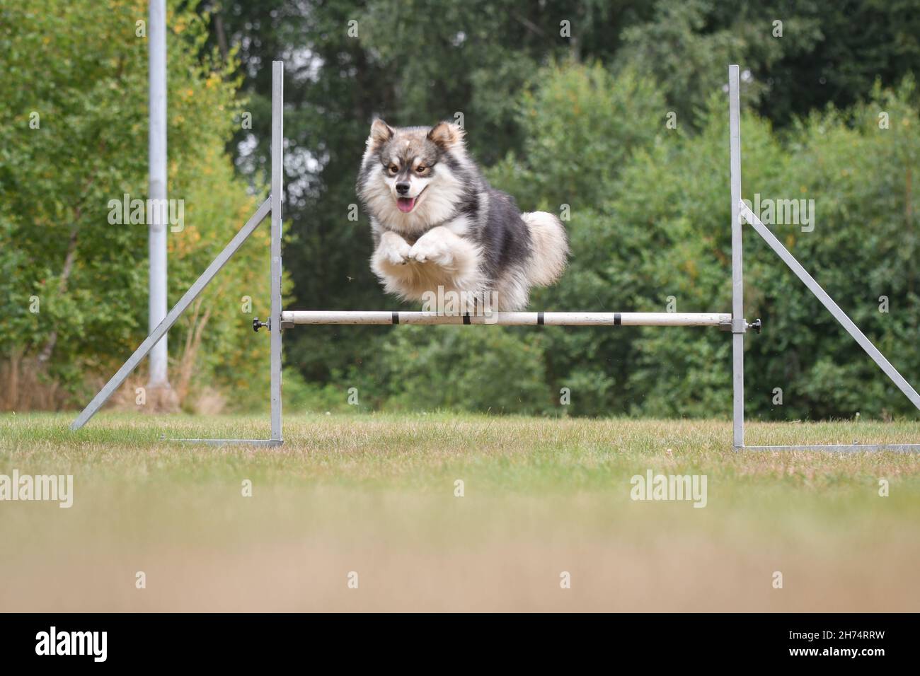 Foto eines finnischen Lapphund-Hundes, der im Agility-Kurs über ein Hindernis springt und im Freien trainiert Stockfoto
