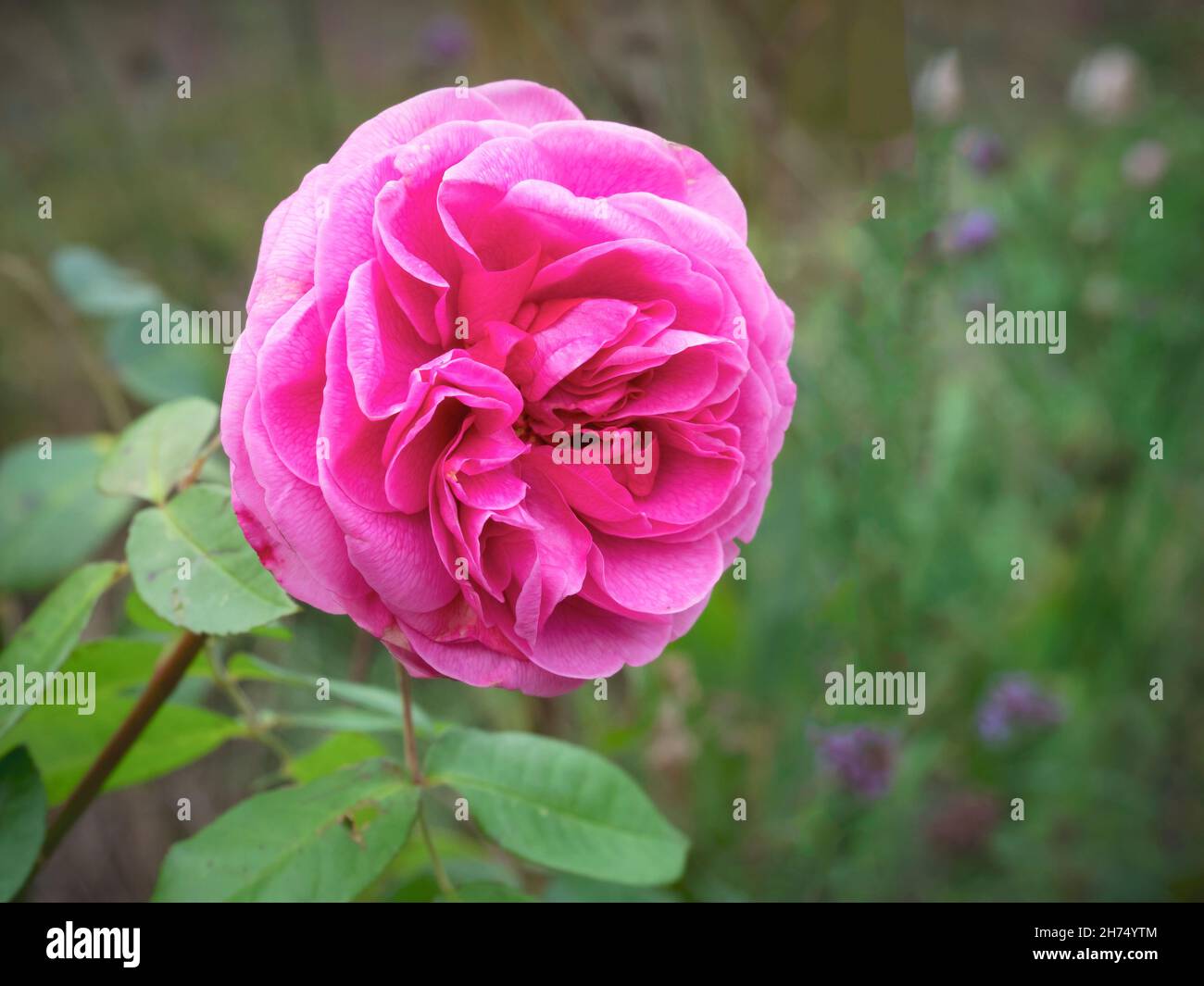 Rosa Rosenblüte blüht im Garten, Sorte Gertrude Jekyll Stockfoto