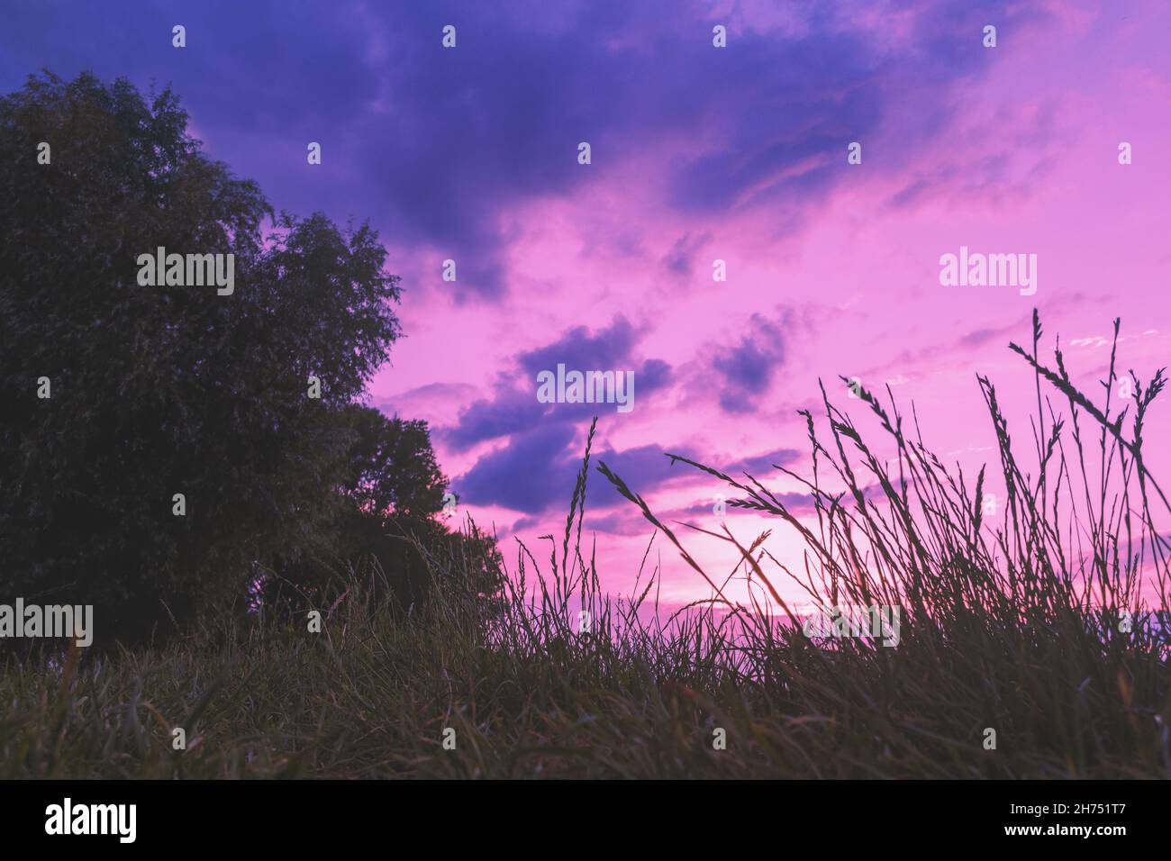 Ländliche Landschaft am Sommerabend. Grasfeld. Hohes Gras vor einem leuchtend violett-violetten Sonnenuntergangshimmel. Stockfoto