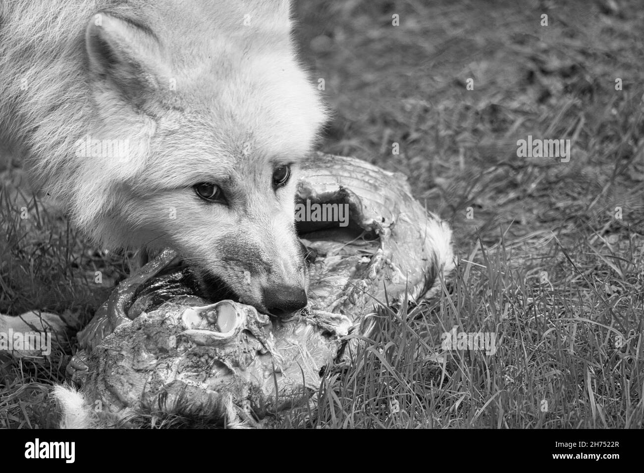 Junger weißer Wolf, in schwarz weiß, aufgenommen im Wolfspark Werner Freund während der Fütterung. Der Wolfspark liegt in Merzig im Saarland, hier der Raubtier Stockfoto