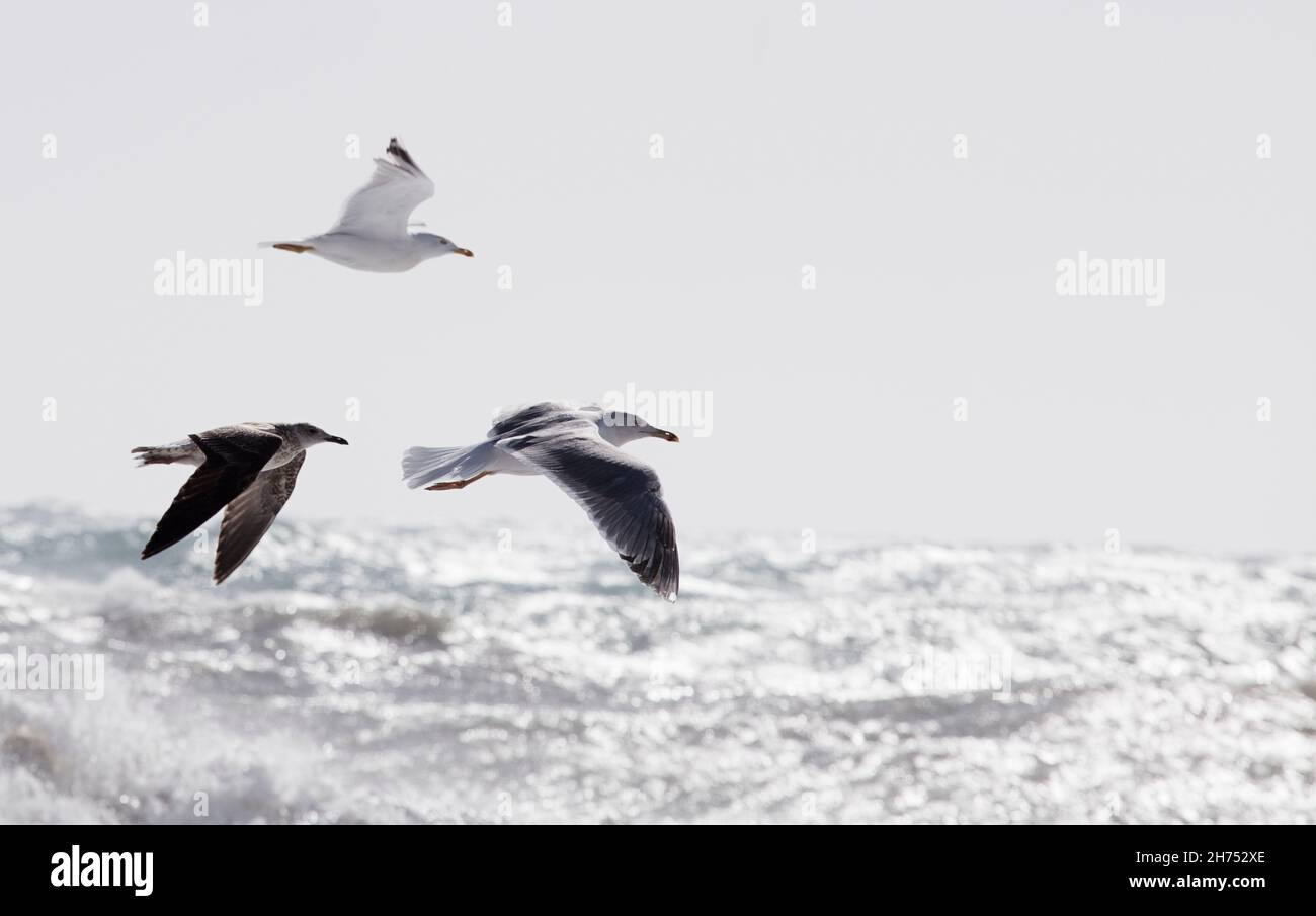 Möwen im Flug Meereshintergrund Stockfoto