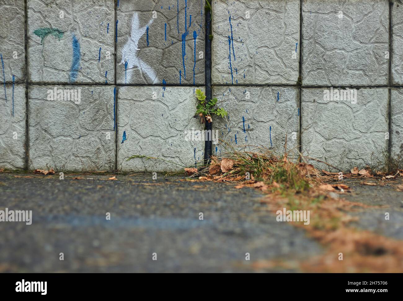 Pflanzen, die aus gebrochenen Fliesen und Zement in der Wand mit blauer Farbe Tropfen der Straße Nahaufnahme Kraft der Natur Herbst Stockfoto