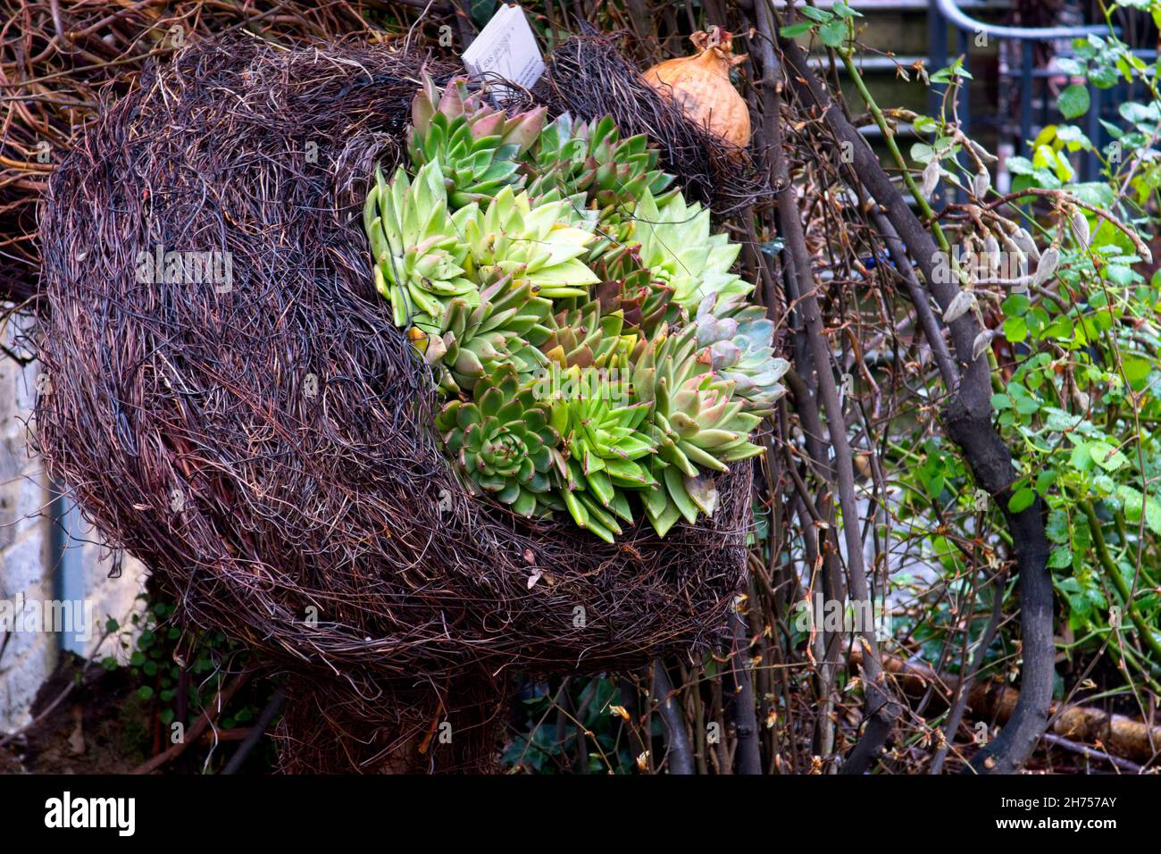 Ein Nest aus dekorativen Kohl Stockfoto
