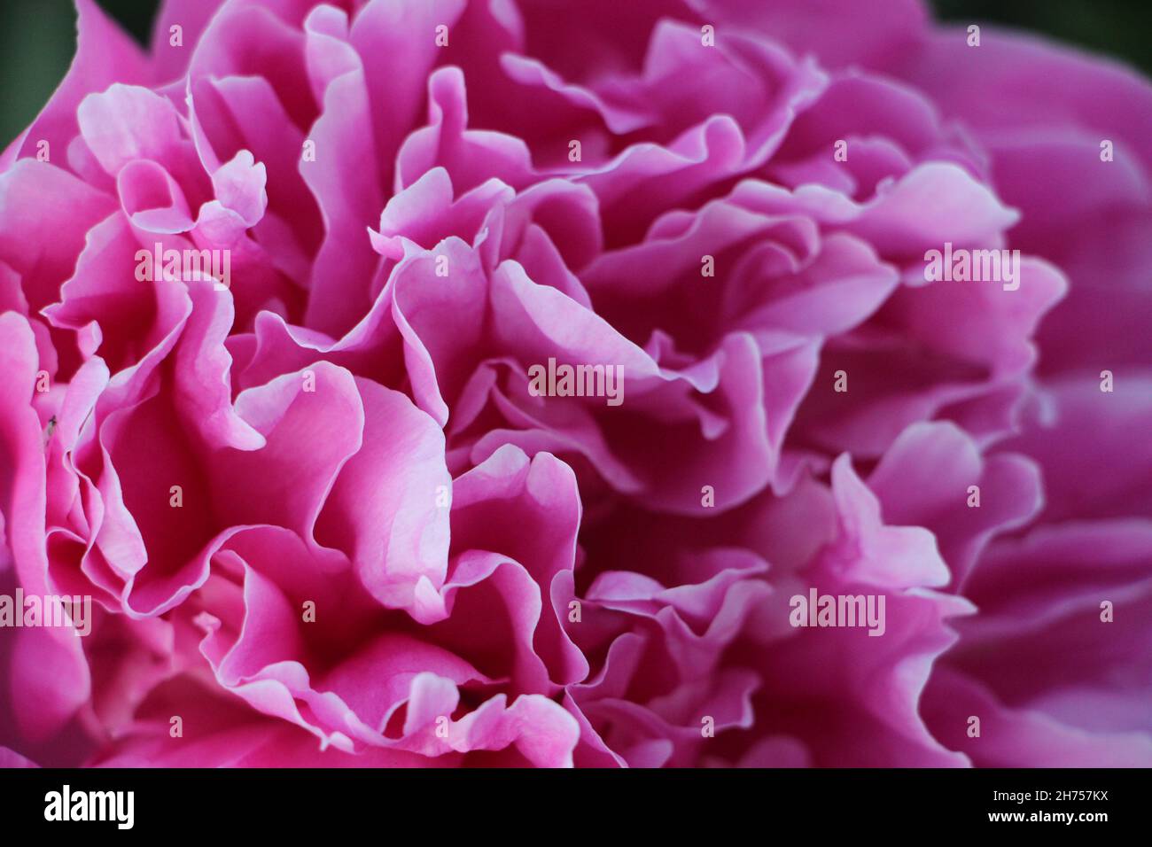 Rosa Pfingstrose Blütenblätter Nahaufnahme Makro romantischen Hintergrund Stockfoto