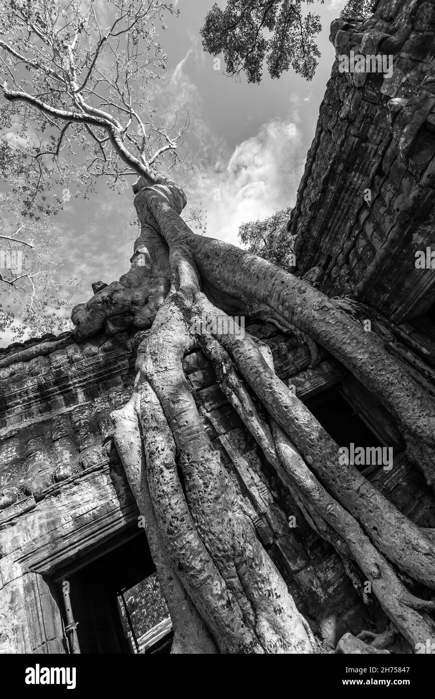 Uralte Ruinen, die im Angkor Wat in Kambodscha von Wurzeln umgeben sind. Schwarzweiß-Fotografie Stockfoto