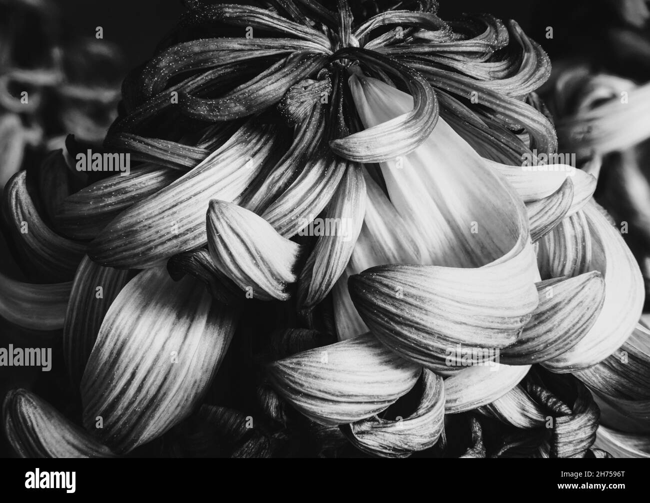 Makro-Nahaufnahme Foto einer Blume für Kunstdruck, grafische Elemente, Hintergründe oder Print on Demand Stockfoto