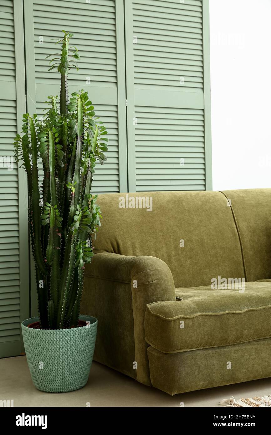 Groer Kaktus im Wohnzimmer Stockfotografie - Alamy