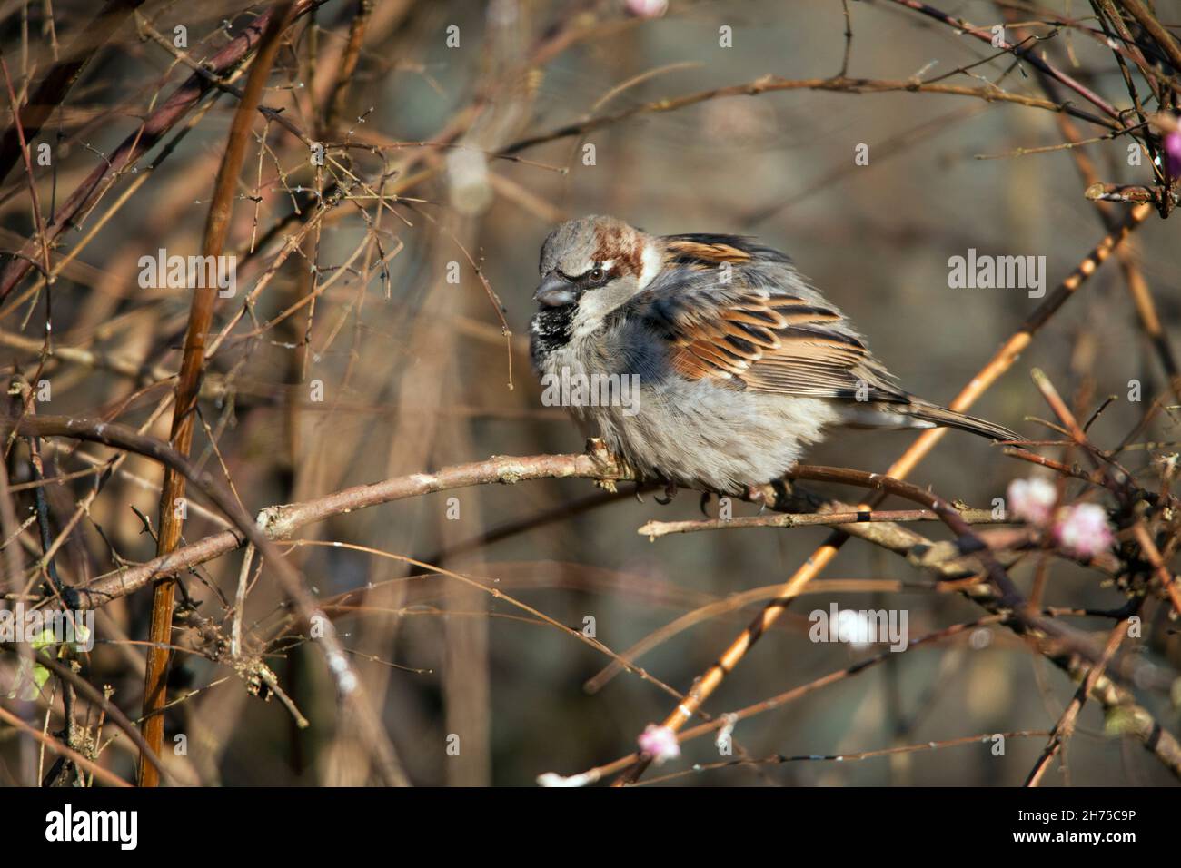 Haussperling, (Passer domesticus), männlich, im Busch sitzend, ruhend, niedersachsen, Deutschland Stockfoto