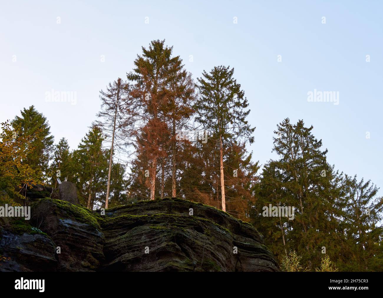 Moosbewachsene Felsen und herbstliche Bäume am Himmel, Wanderweg in Beaufort, Luxemburg Stockfoto