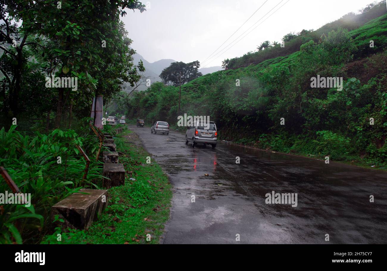 Teeplantage Idukki, Kerala / INDIEN Stockfoto