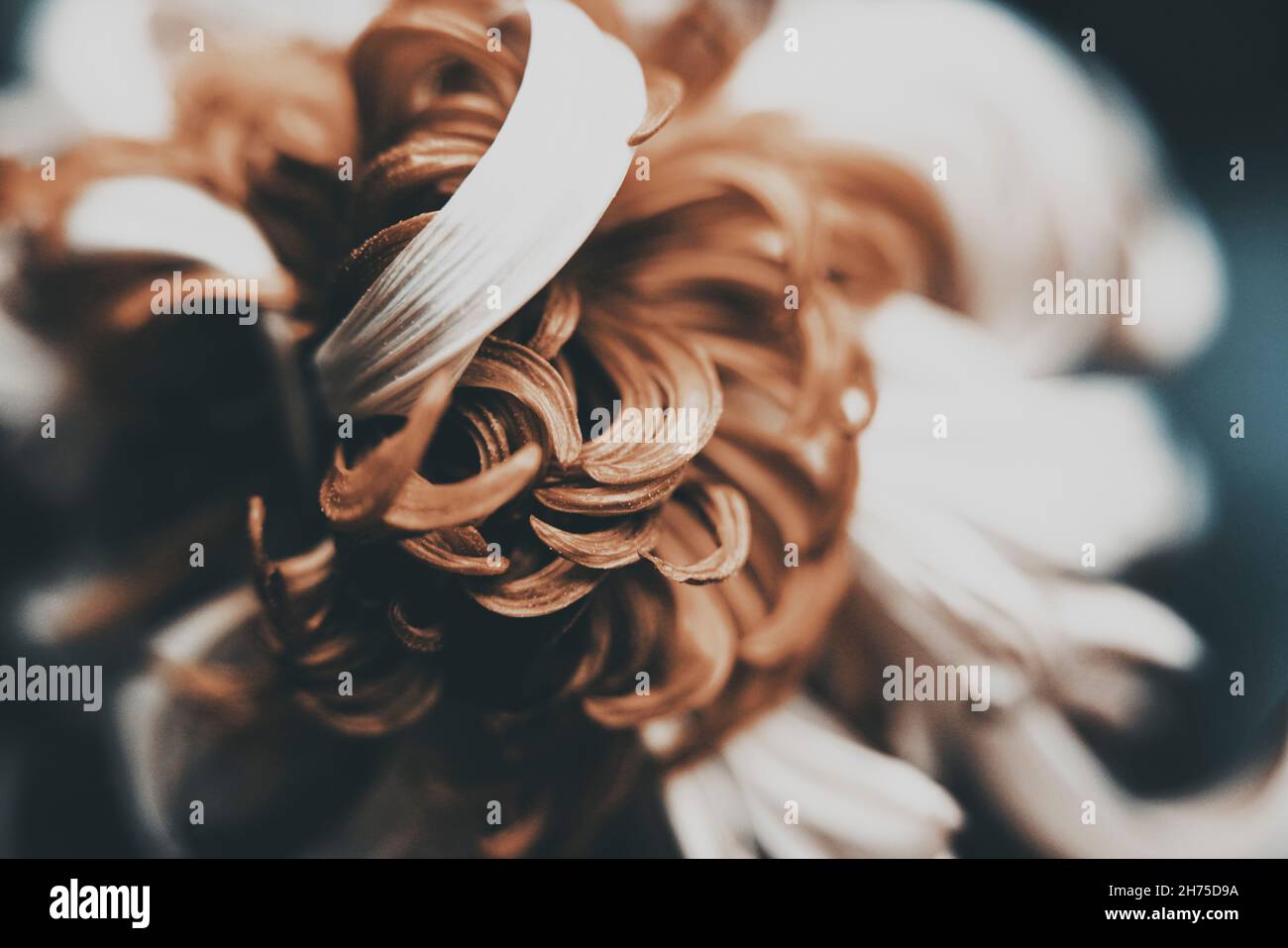 Makro-Nahaufnahme Foto einer Blume für Kunstdruck, grafische Elemente, Hintergründe oder Print on Demand Stockfoto