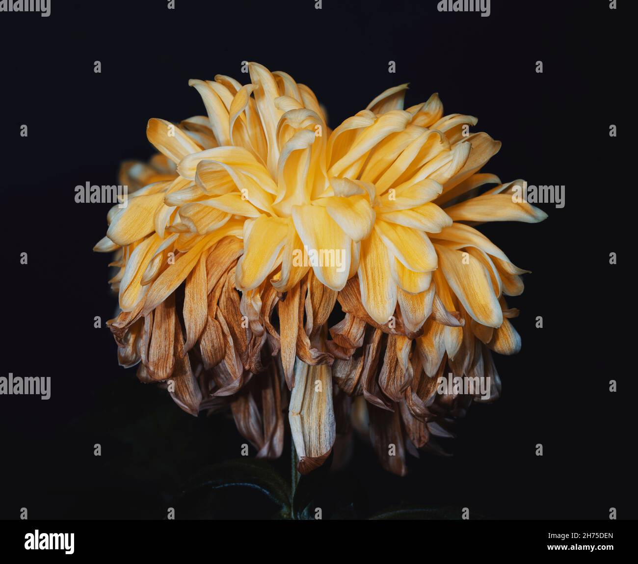 Makro-Nahaufnahme Foto einer Blume für Kunstdruck, grafische Elemente, Hintergründe oder Print on Demand Stockfoto