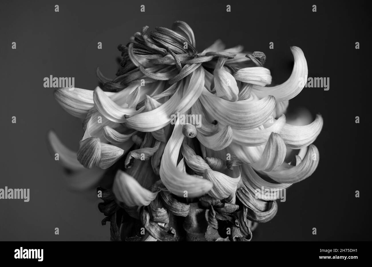 Makro-Nahaufnahme Foto einer Blume für Kunstdruck, grafische Elemente, Hintergründe oder Print on Demand Stockfoto