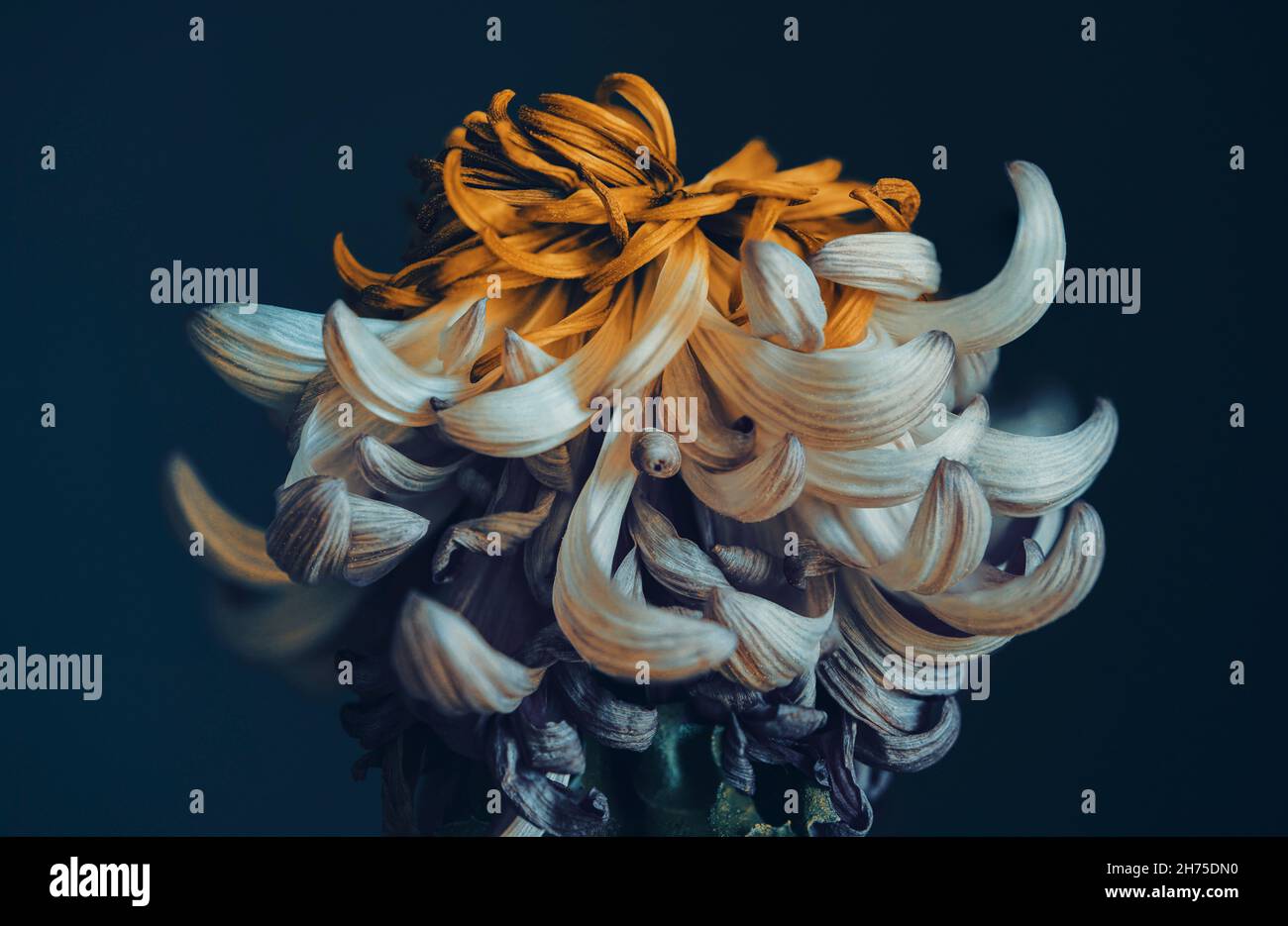 Makro-Nahaufnahme Foto einer Blume für Kunstdruck, grafische Elemente, Hintergründe oder Print on Demand Stockfoto