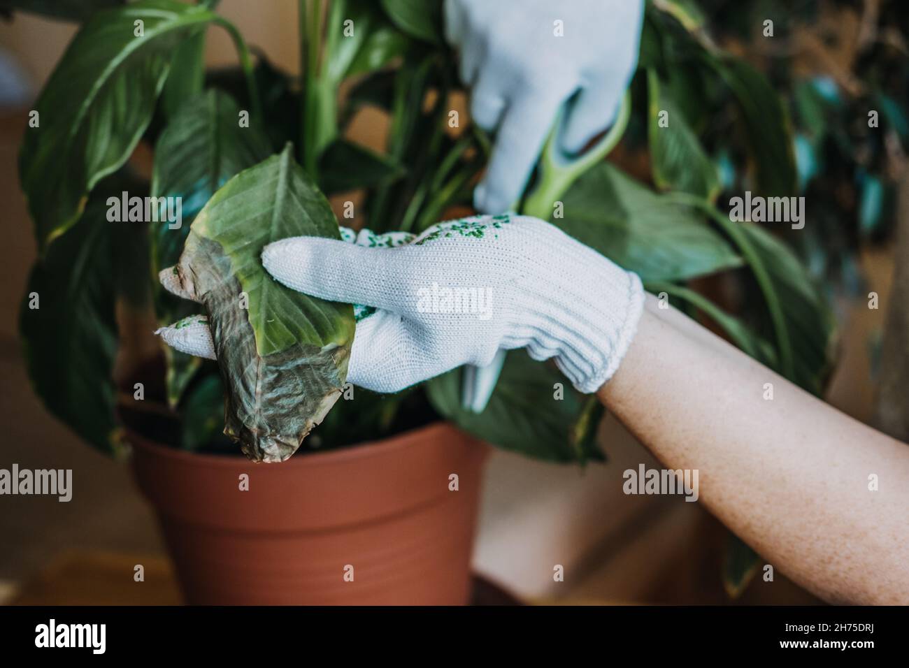 Krankheiten der Zimmerpflanzen. Zimmerpflanzen Krankheiten Krankheiten  Identifizierung und Behandlung, Zimmerpflanzen Sonnenbrand. Weibliche Hnde  schneiden beschdigte Bltter ab Stockfotografie - Alamy
