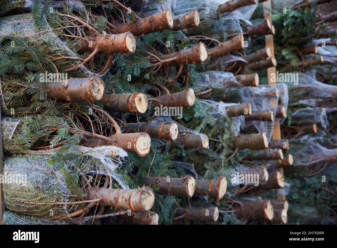 Stapel Von Weihnachtsbäumen Geschnitten Und In Netzen Bereit Zum Verkauf Stockfoto