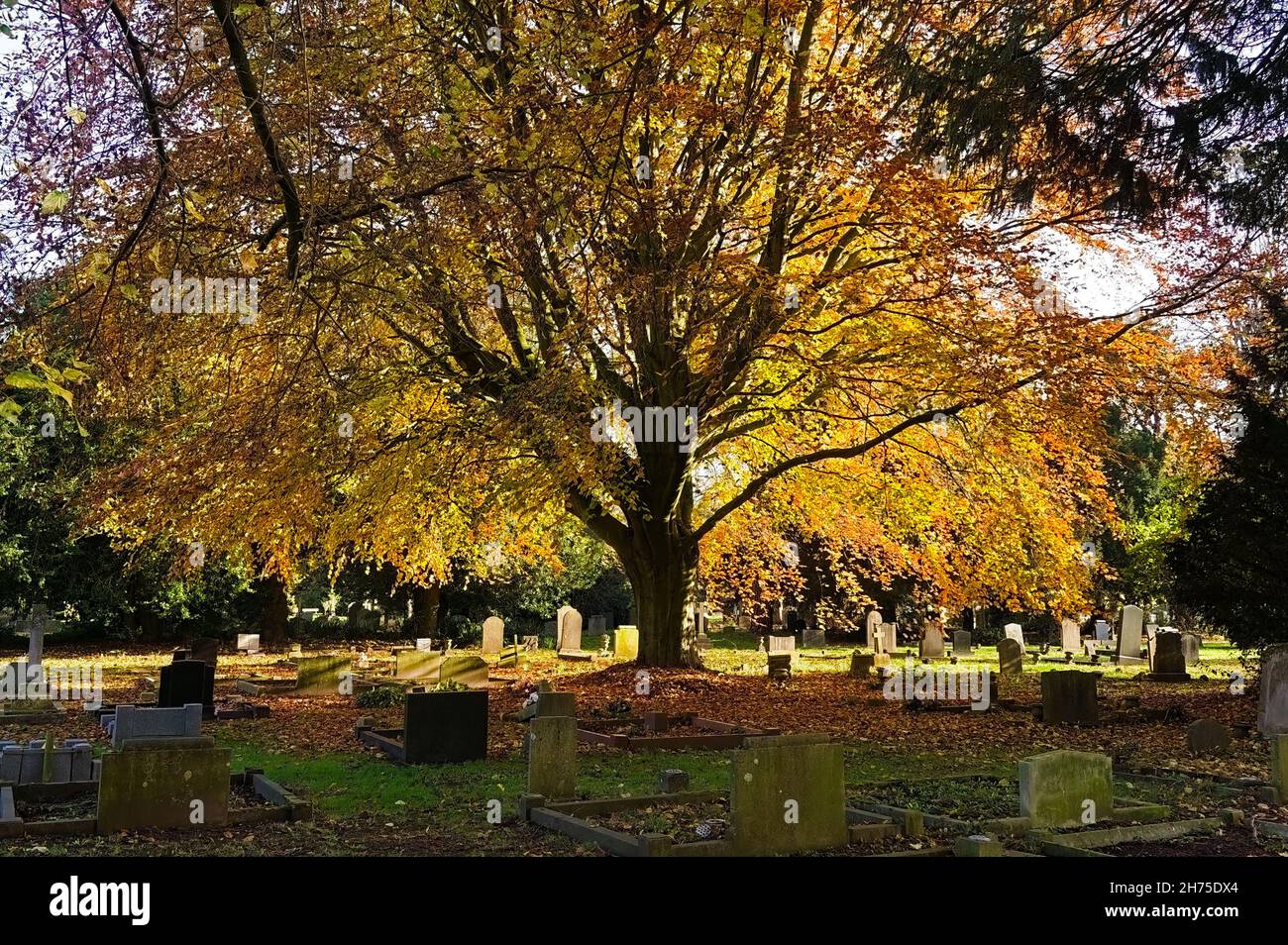 Atemberaubender Herbstbaum auf dem viktorianischen Waldfriedhof mit hinterleuchteten goldenen Blättern Stockfoto