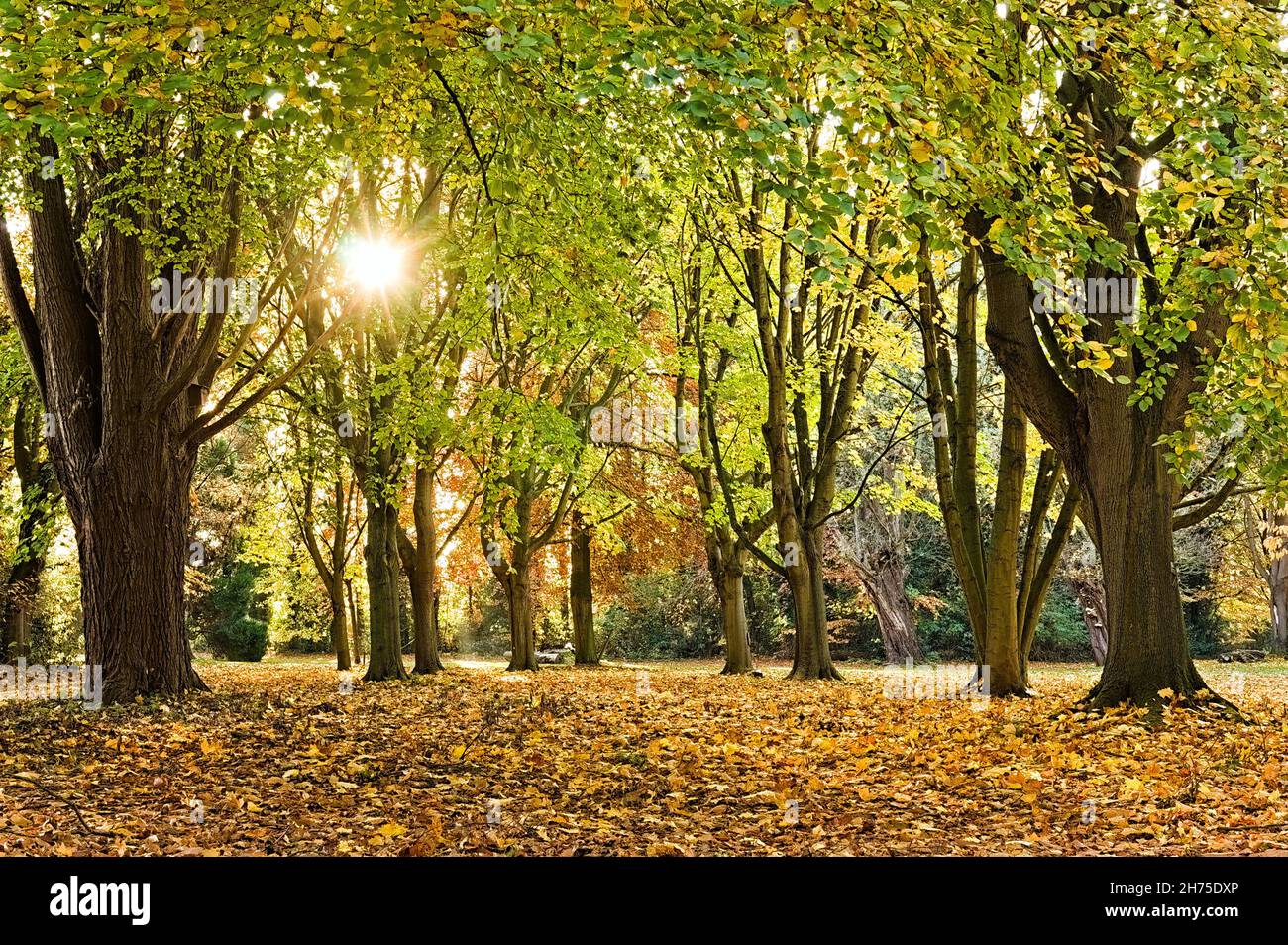Atemberaubender Blick auf die Herbstbäume mit der Sonne, die durch die Blätter im Wald auf dem alten viktorianischen Friedhof scheint Stockfoto