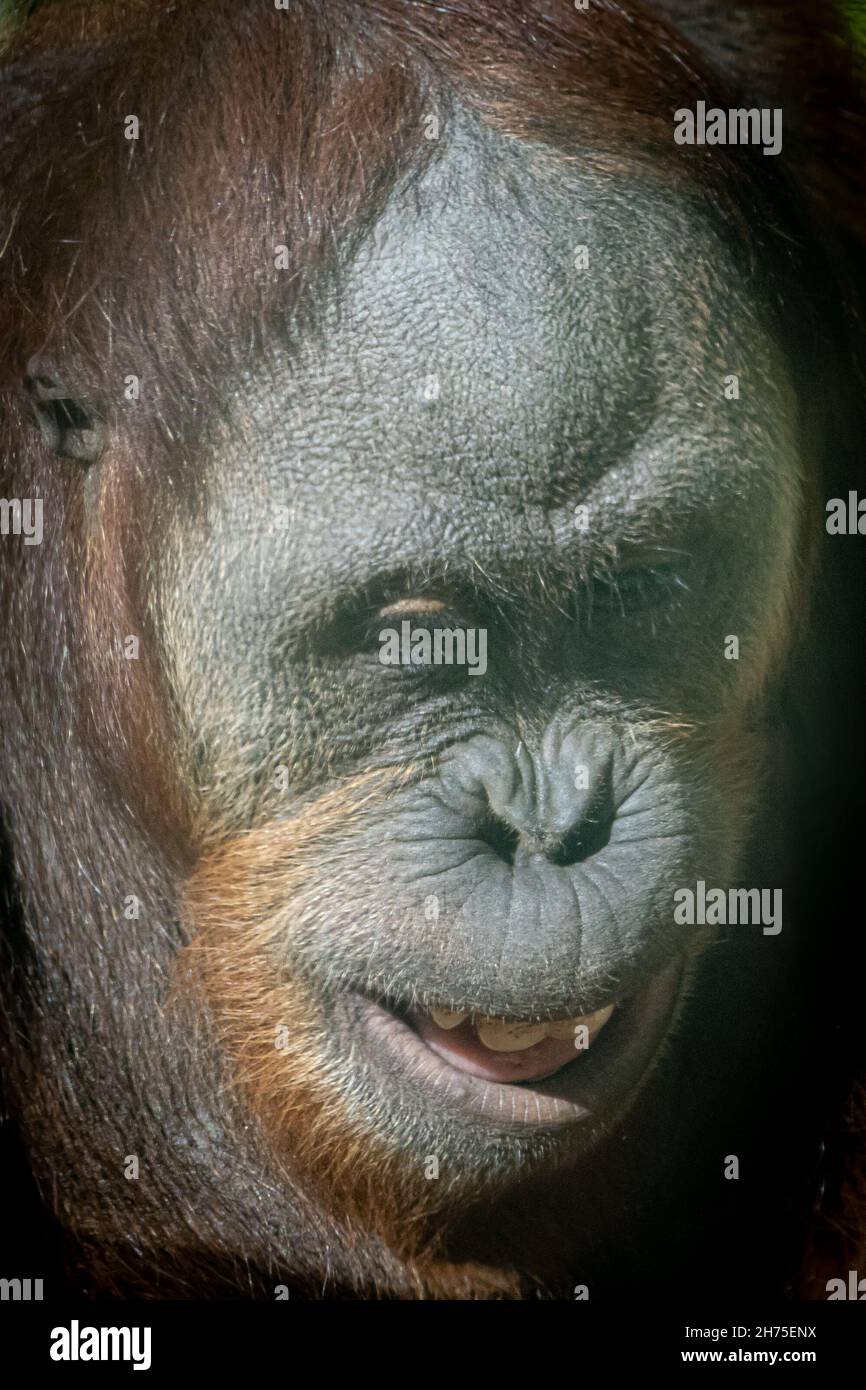 Porträt eines lächelnden Orang-Utans Stockfoto