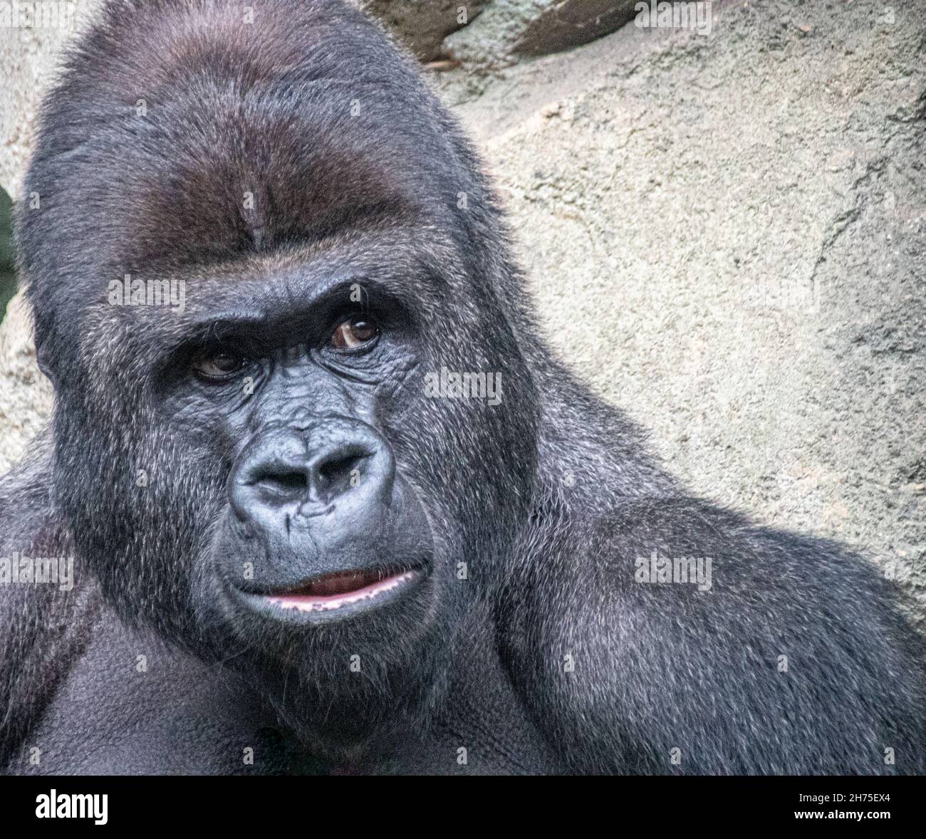 Ein junger männlicher Gorilla beobachtet andere Stockfoto