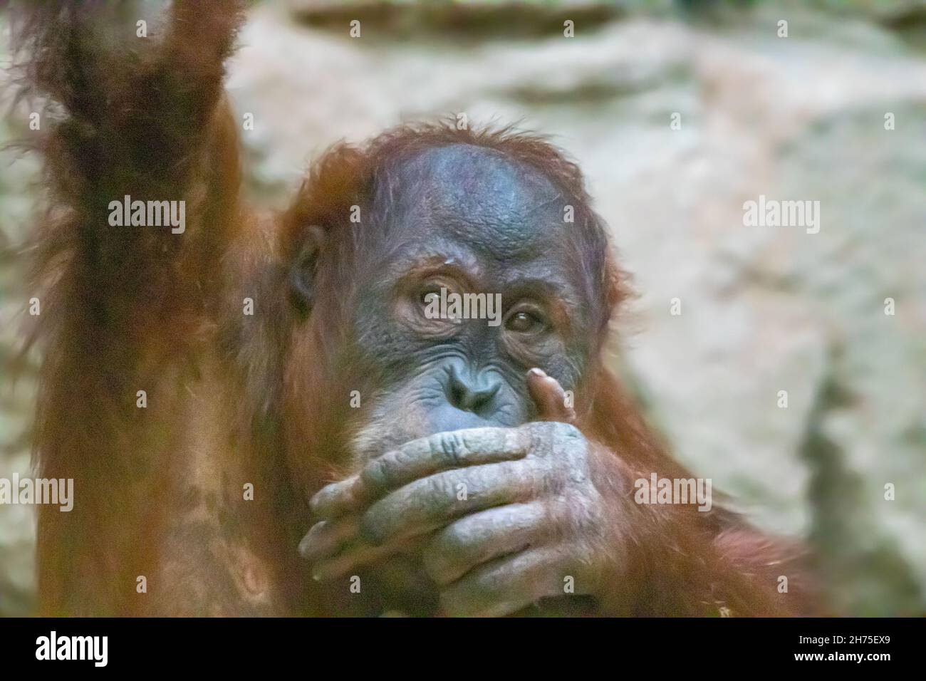 Der junge Orang-Utan hält seine Hand über den Mund Stockfoto