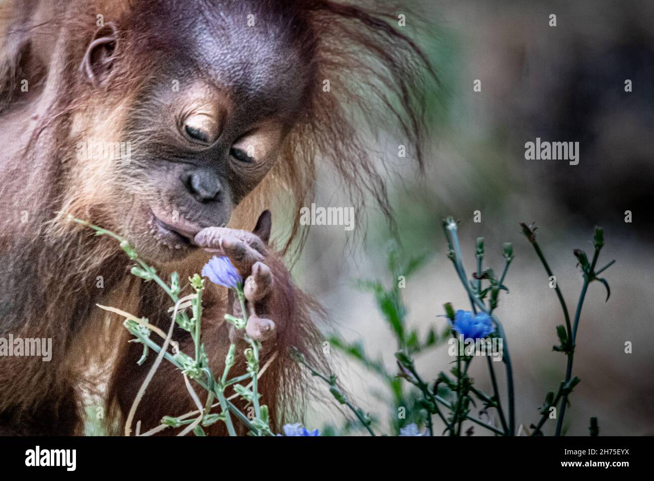 Ein junger Orang-Utan riecht blau Stockfoto