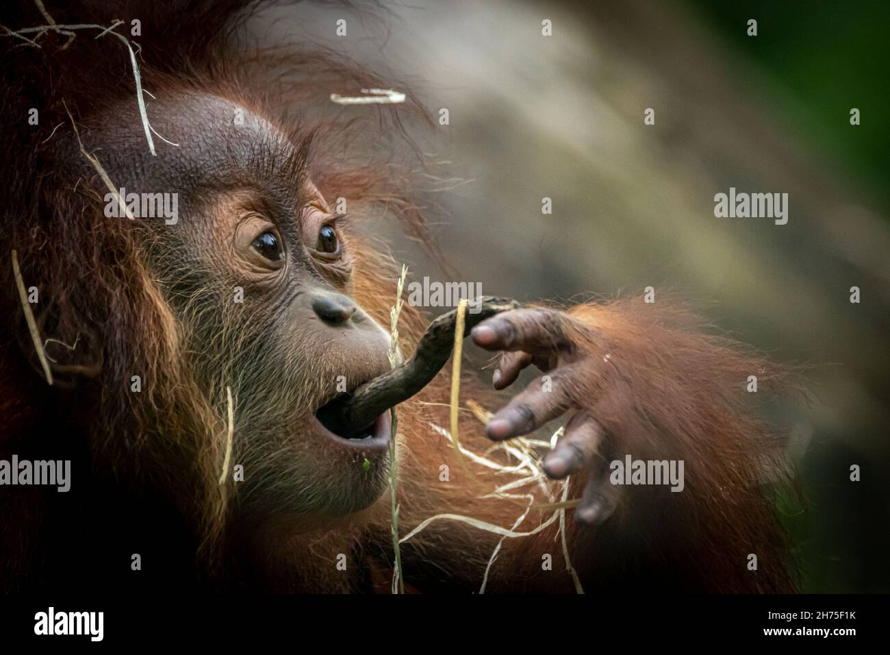 Ein Baby Orang-Utan, das auf einem Stock kaut Stockfoto