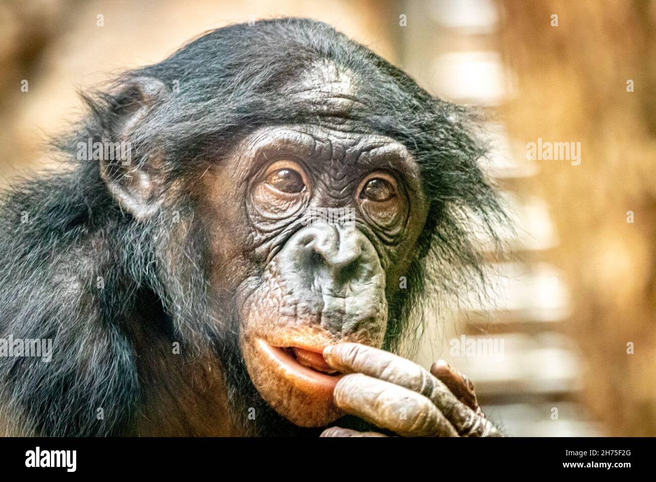 Porträt eines Bonobo-Affen auf goldenem Hintergrund mit einem Finger im Mund Stockfoto