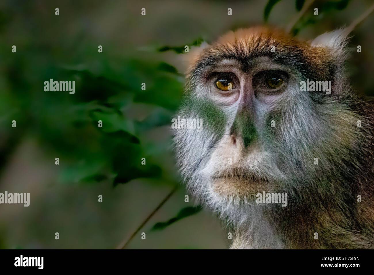 Ein Kunstfoto eines patas-Affen Stockfoto