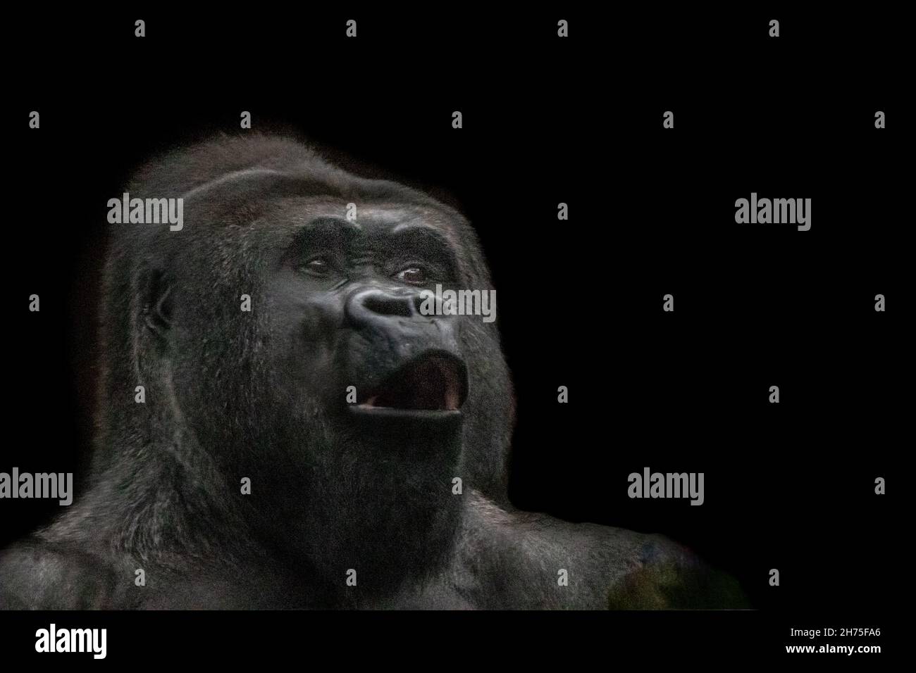 Ein Gorilla mit offenem Mund Stockfoto