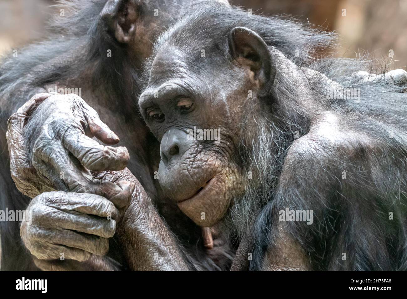 Zwei Bonobo-Affen umarmen sich Stockfoto