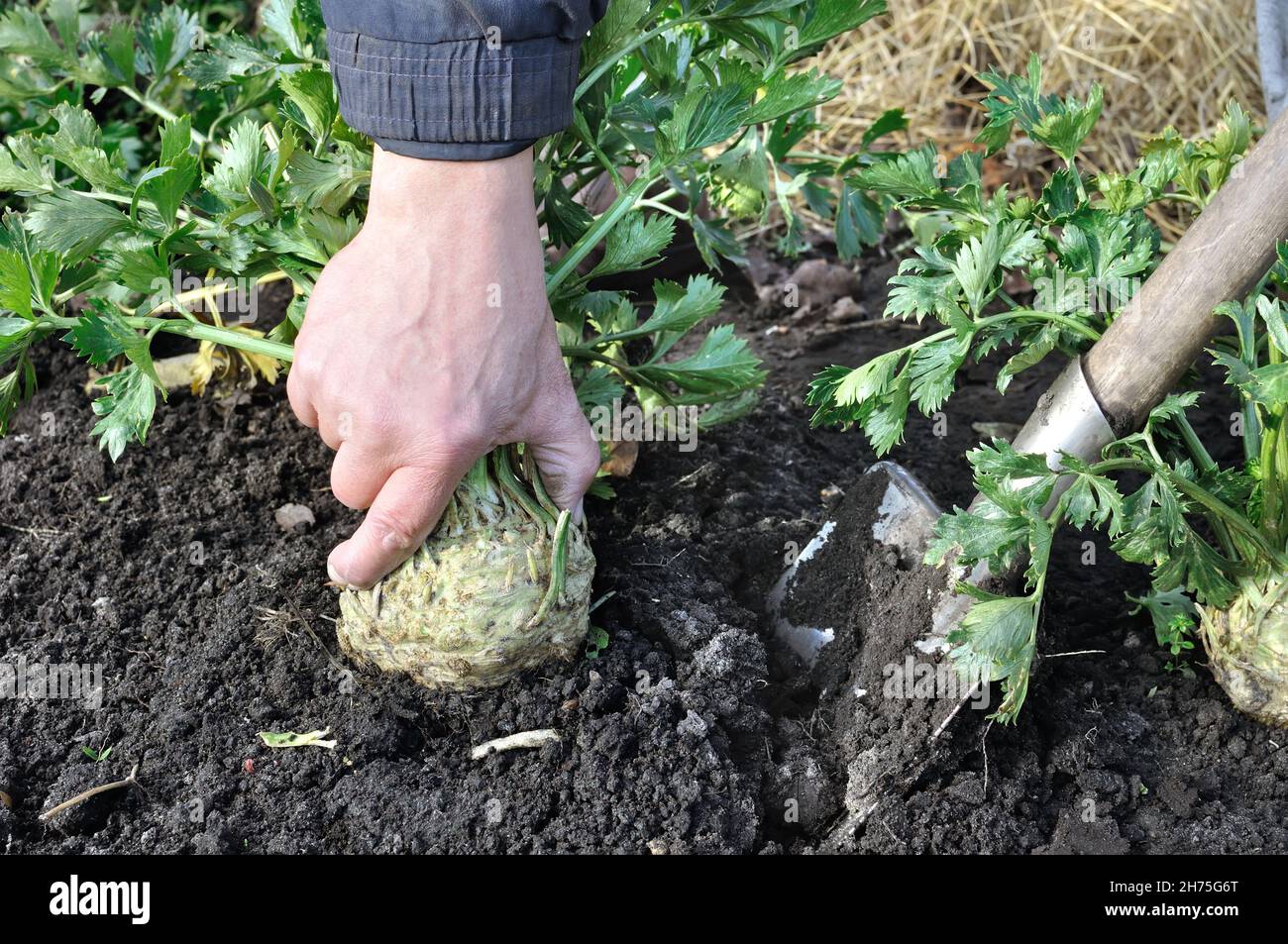 Gärtner erntet reifen Sellerie (Wurzelgemüse) im Gemüsegarten Stockfoto