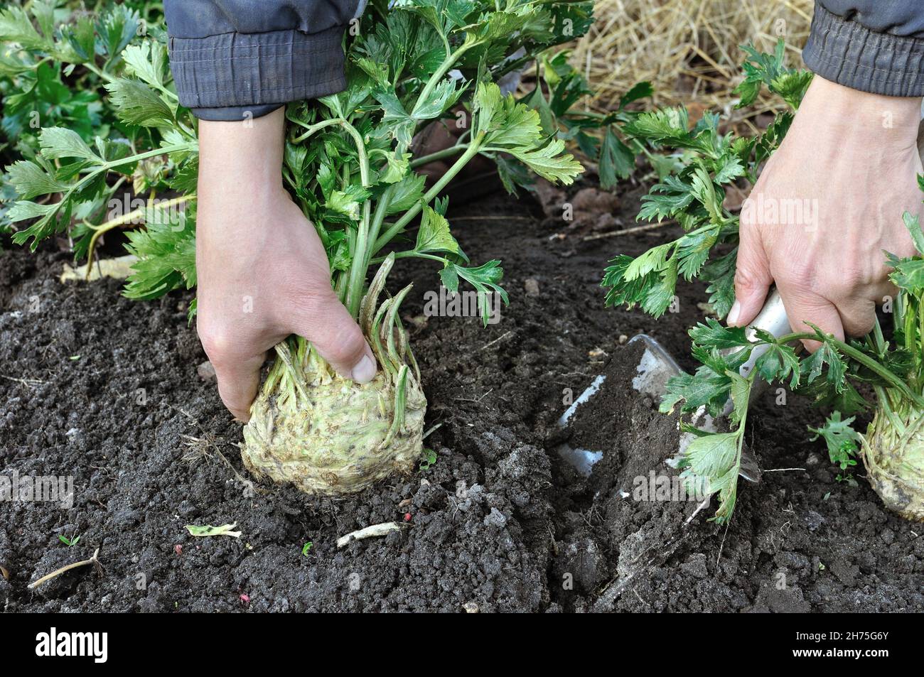 Gärtner erntet reifen Sellerie (Wurzelgemüse) im Gemüsegarten Stockfoto