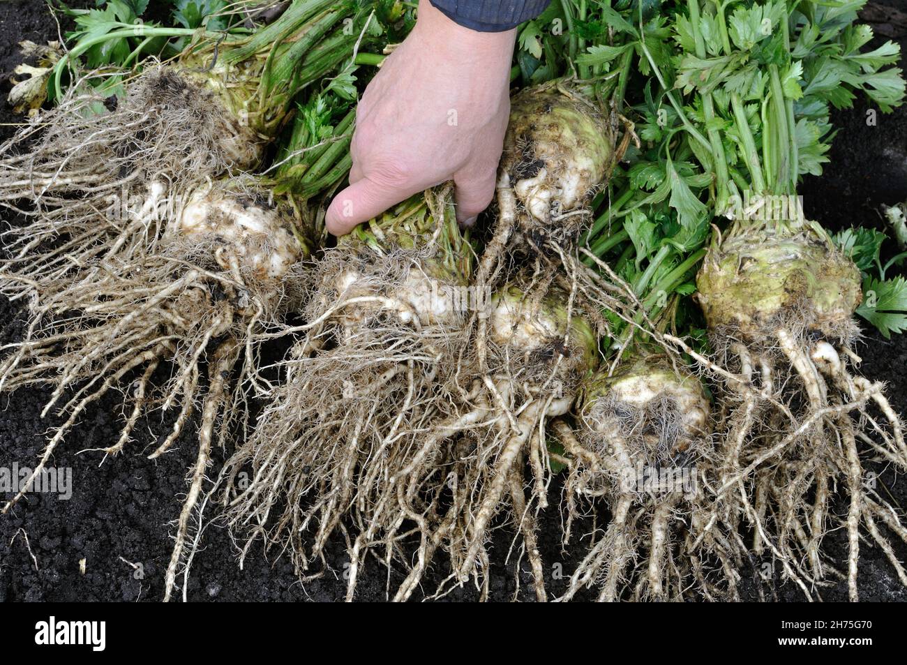 Die Hand des Gärtners hält frisch geernteten gewaschenen reifen Sellerie (Wurzelgemüse) im Gemüsegarten Stockfoto