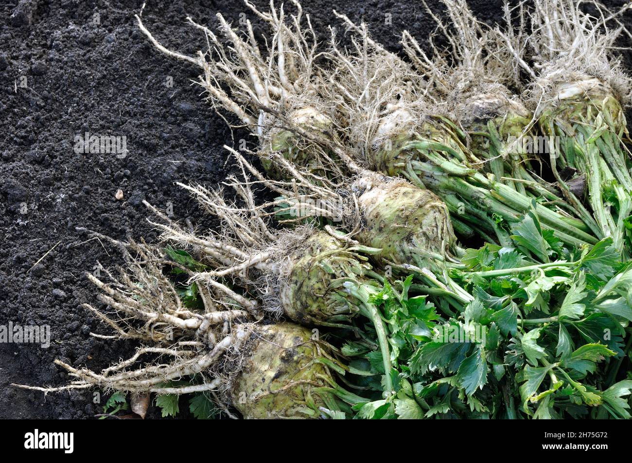 Der Stapel aus frisch geerntetem und gewaschenen reifen Sellerie (Wurzelgemüse) im Gemüsegarten Stockfoto