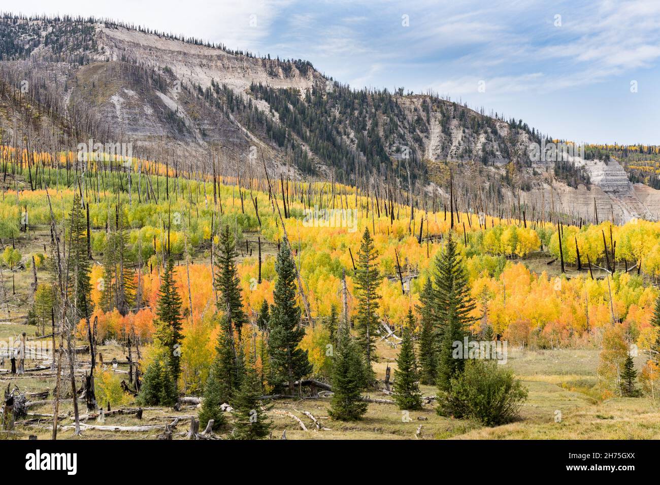 Aspen-Bäume in Herbstfarbe, die in einer Brandnarbe von einem Waldbrand in den Wasatch Mountains in der Nähe von Manti, Utah, wachsen. Stockfoto