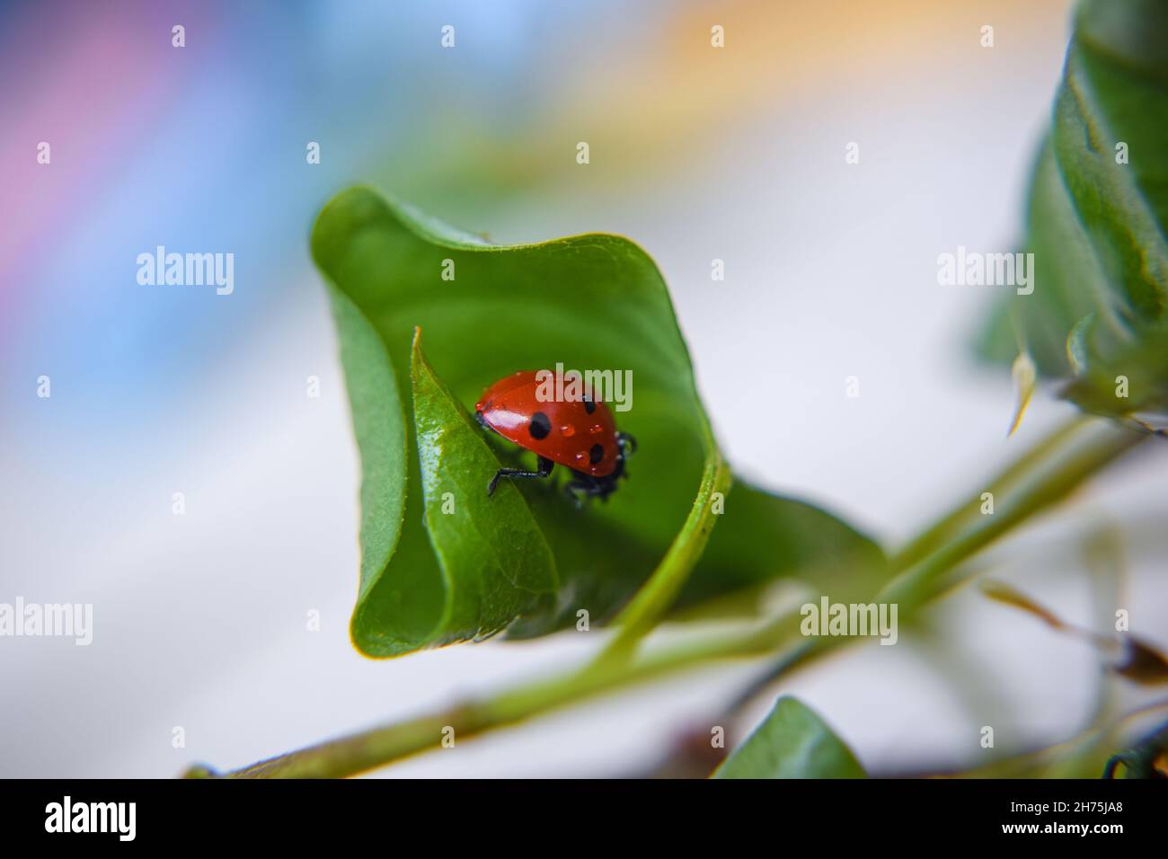 Schöne Marienkäfer auf einem grünen Blatt Stockfoto