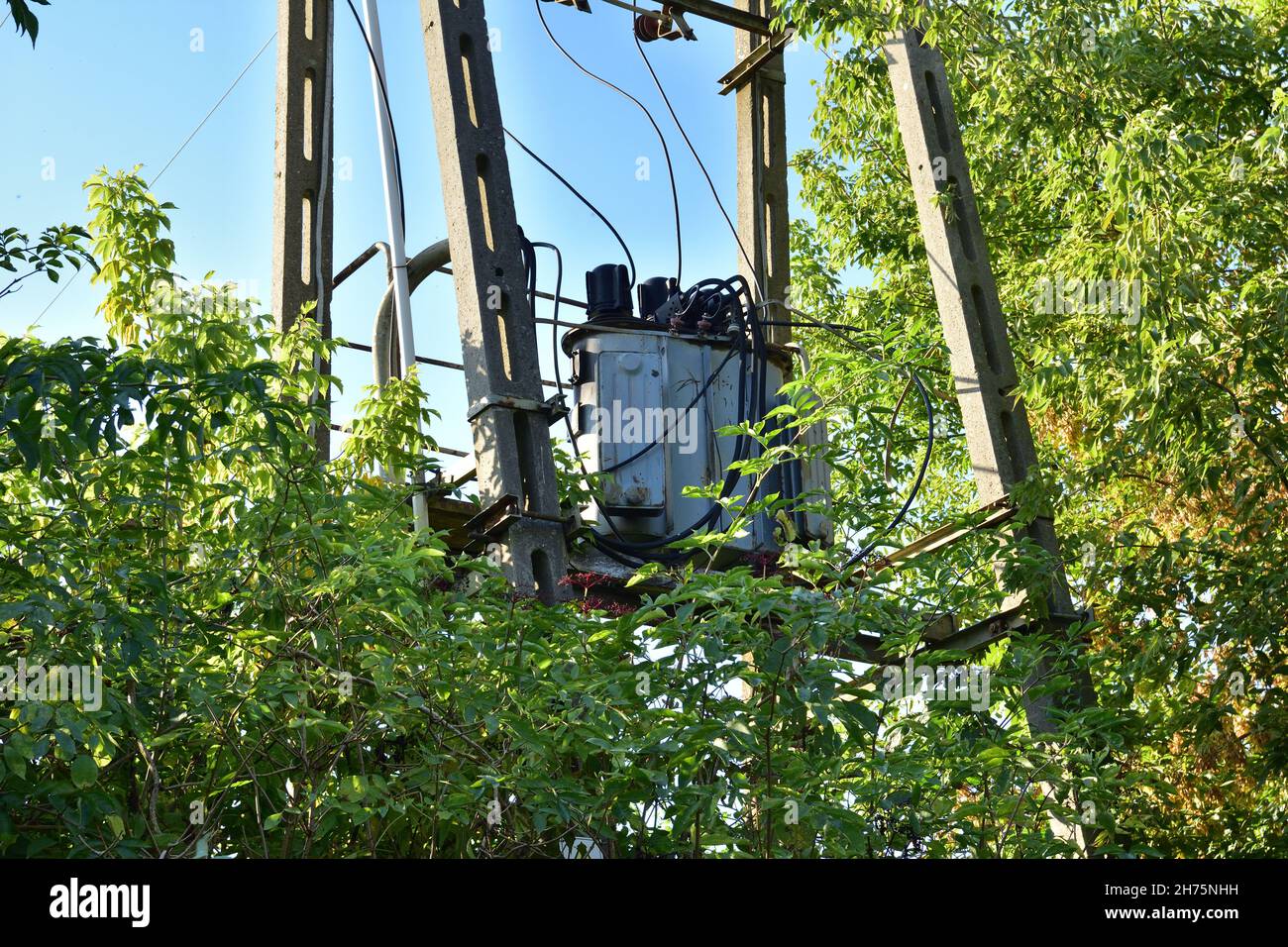 Mittelspannungstransformator an einem mit Büschen bedeckten Mast an einem sonnigen Tag. Stockfoto