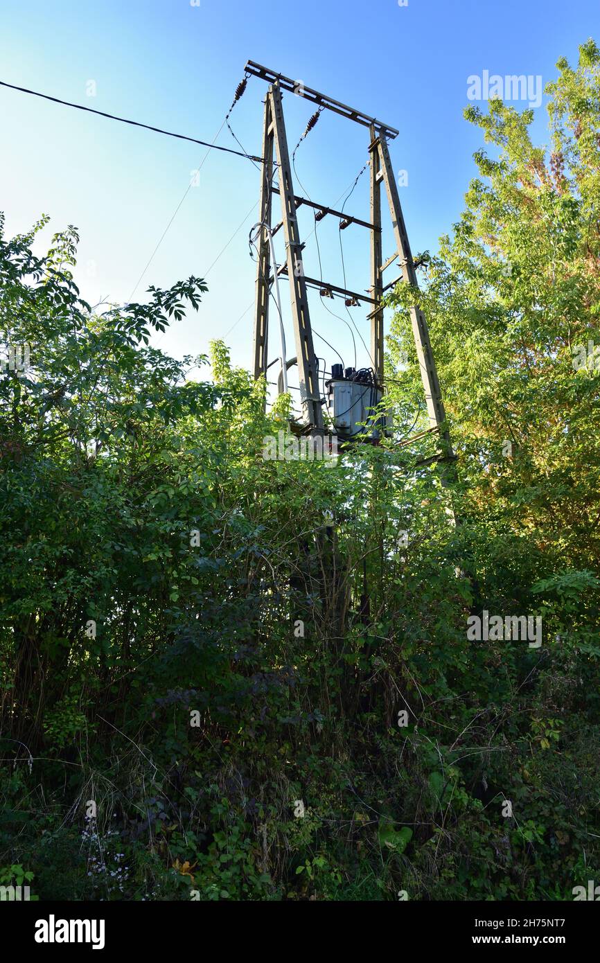 Mittelspannungstransformator an einem mit Büschen bedeckten Mast an einem sonnigen Tag. Stockfoto
