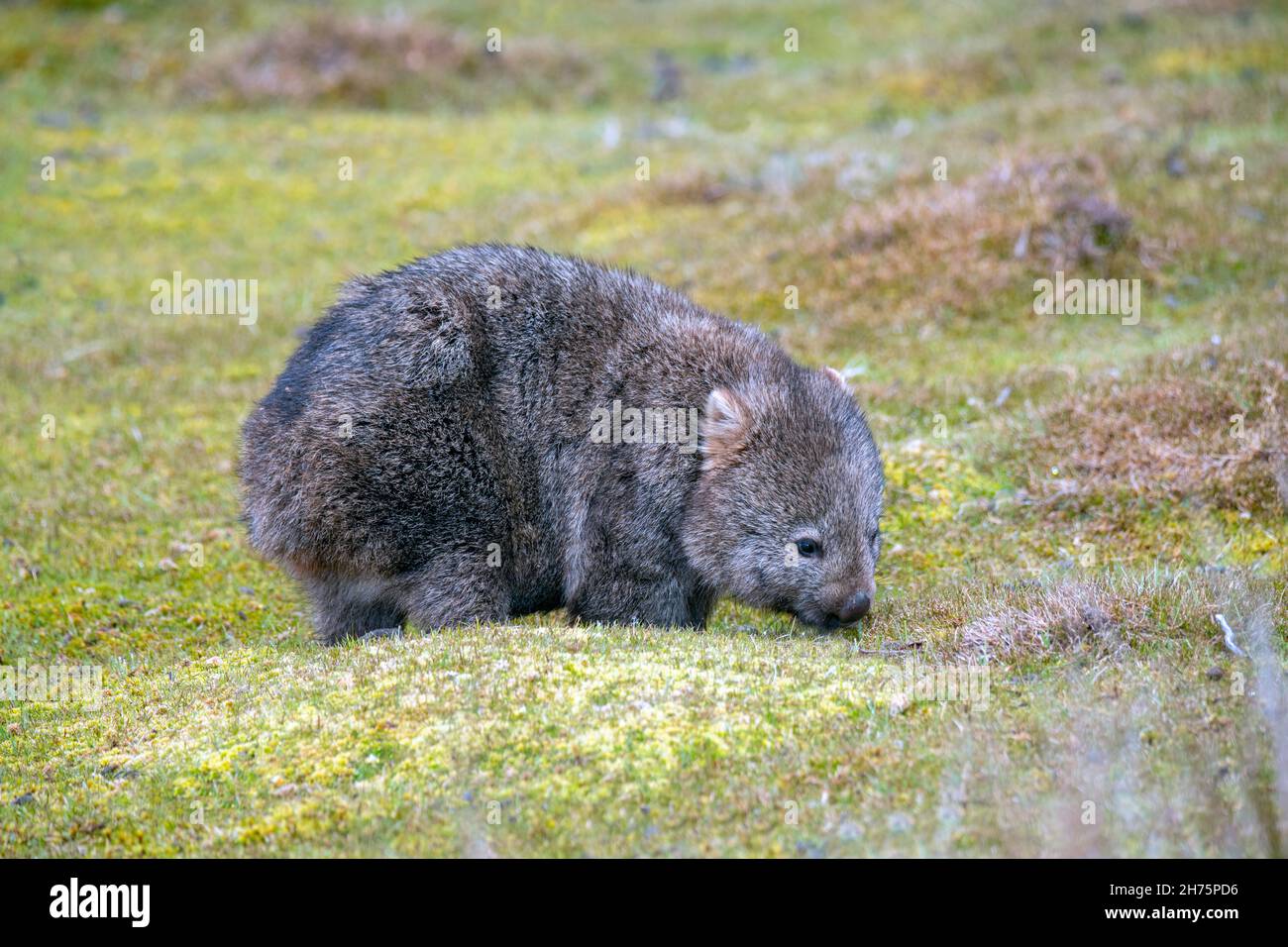 Common Wombat Vombatus ursinus Cradle Mountain National Park, Tasmanien, Australien 18. November 2019 Erwachsener Vombatidae Stockfoto