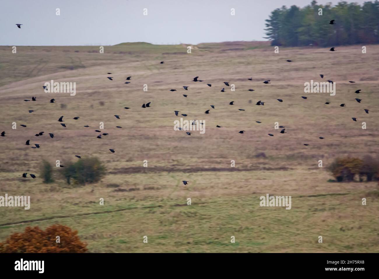 Hunderte von Krähen (Corvus) in einem fliegenden Schwarm, die als Dämmerung zum Nest zurückkehren, Salisbury Plain Wiltshire UK Stockfoto