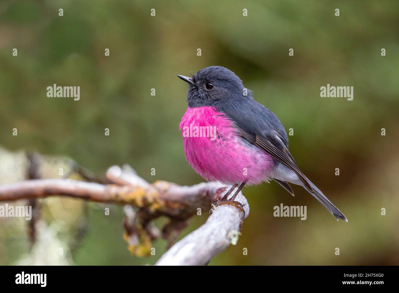 Pink Robin Petroica Rodinogaster Cradle Mountain National Park, Tasmanien, Australien 20. November 2019 Erwachsener, Männlich Petroicidae Stockfoto